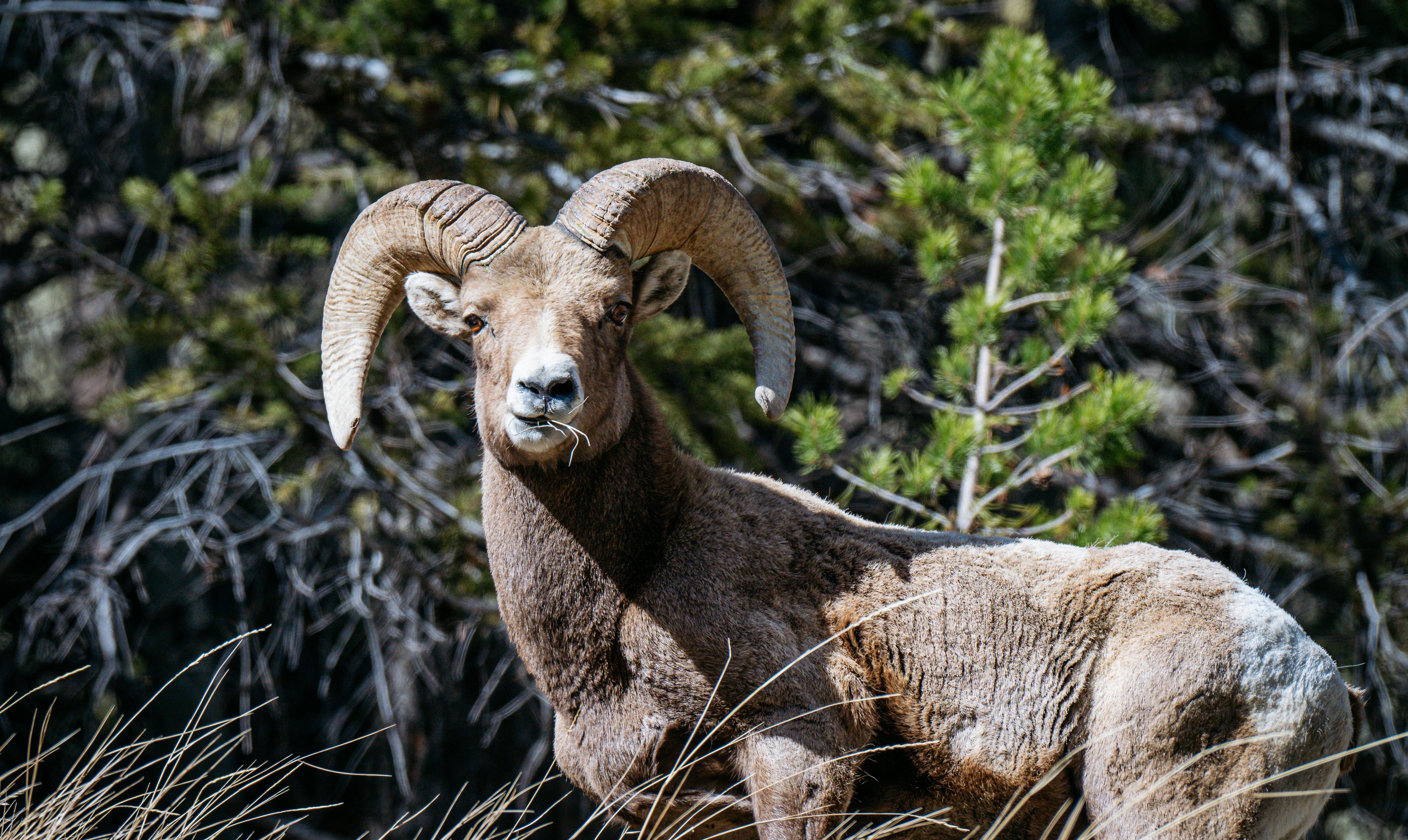 Big Horn Outdoor Adventure Show - Spokane and North Idaho community calendar - The Spokesman — Photo by Chris F on Pexels
