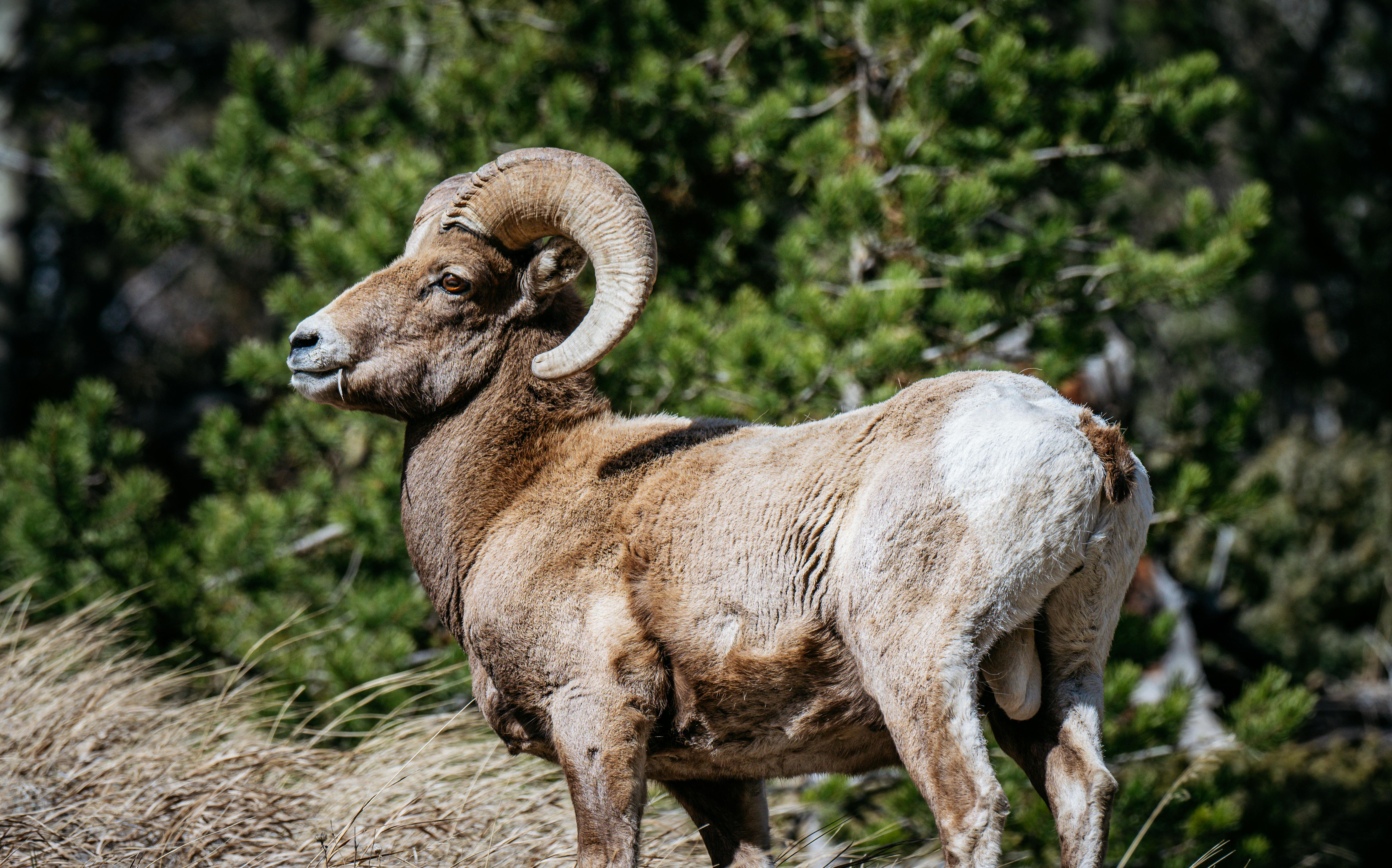 Bighorn Sheep Tags