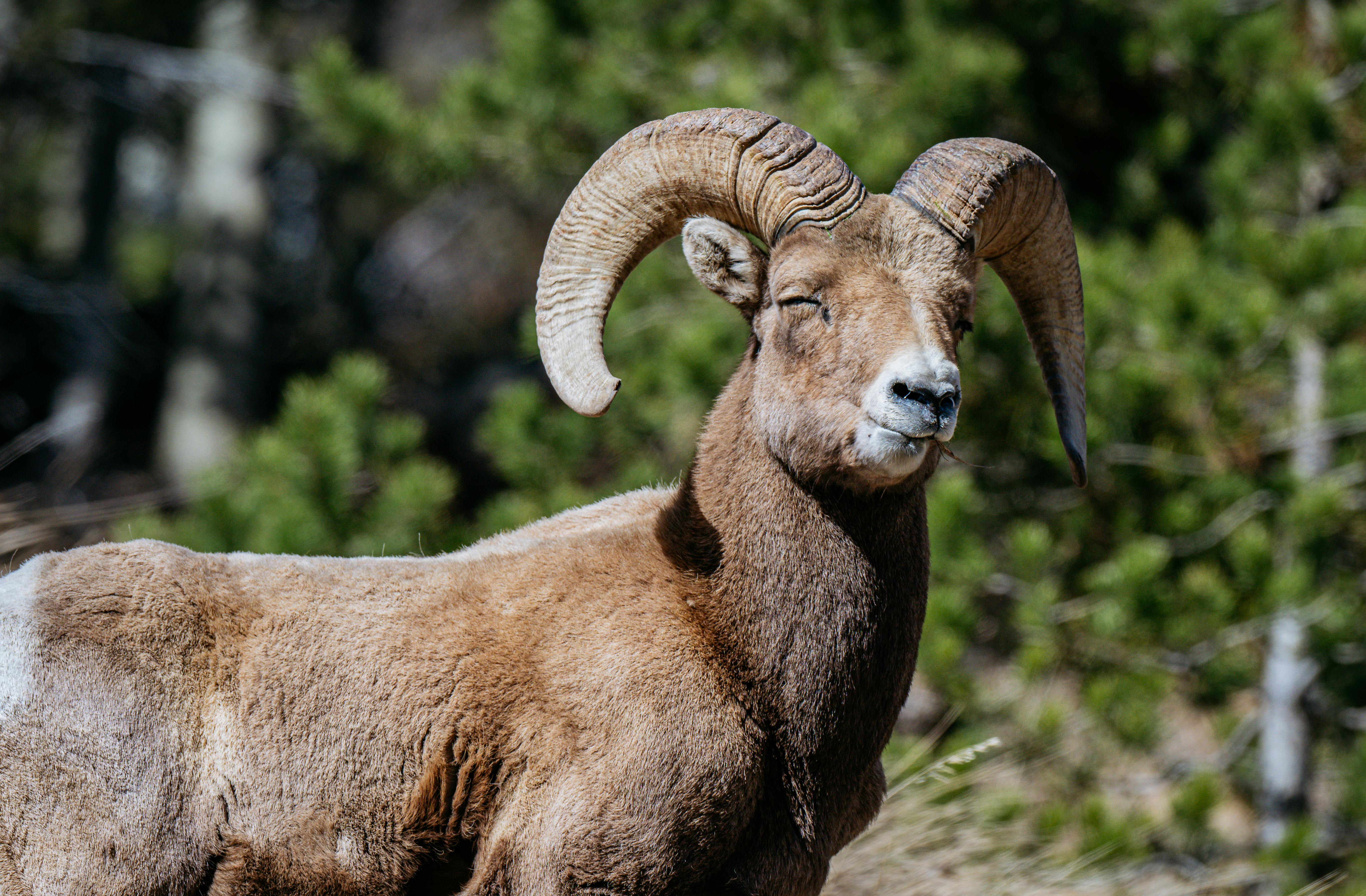 Big Horn Outdoor Adventure Show - Spokane and North Idaho community calendar - The Spokesman — Photo by Chris F on Pexels