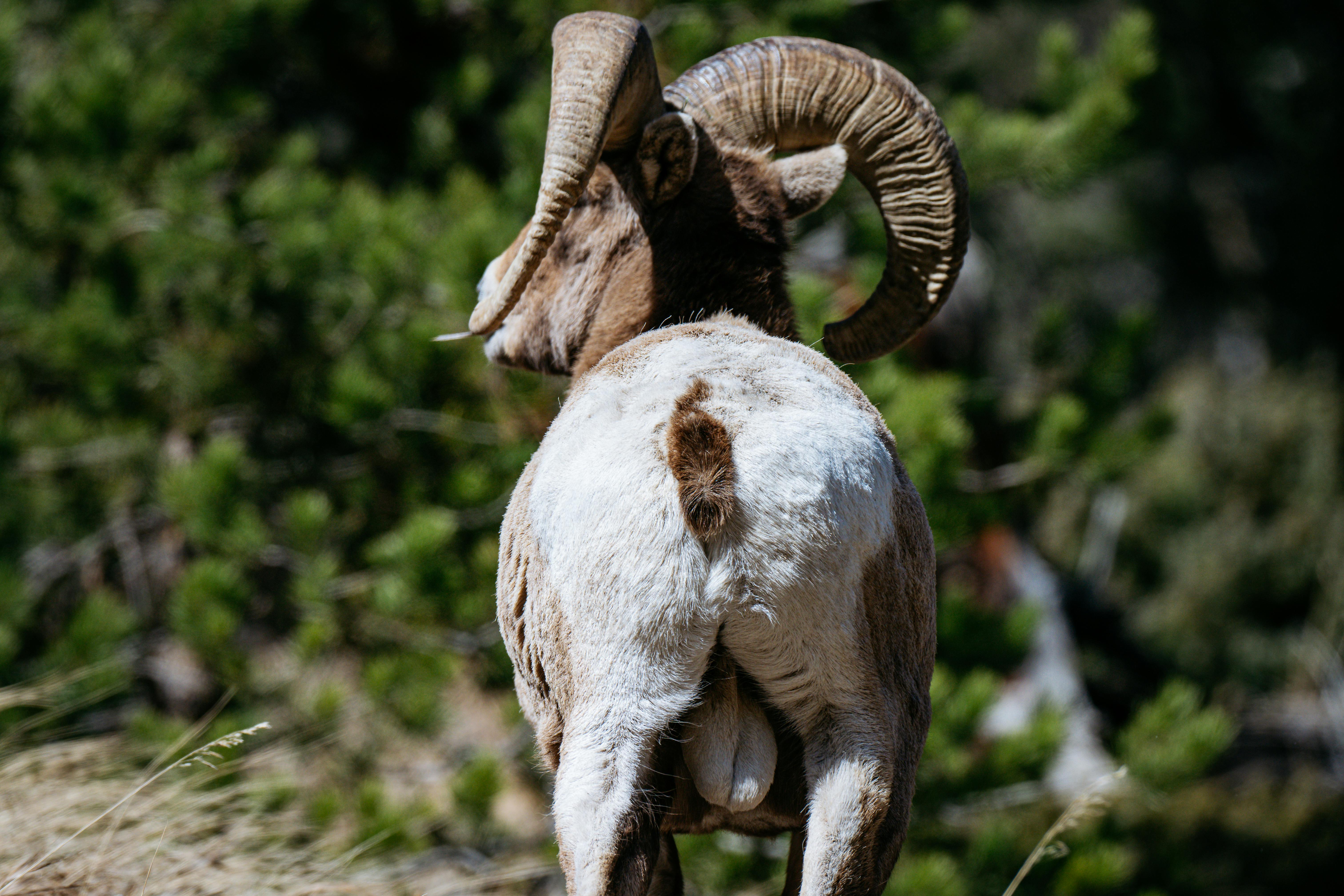 Big Horn Outdoor Adventure Show returns to Spokane — Photo by Chris F on Pexels