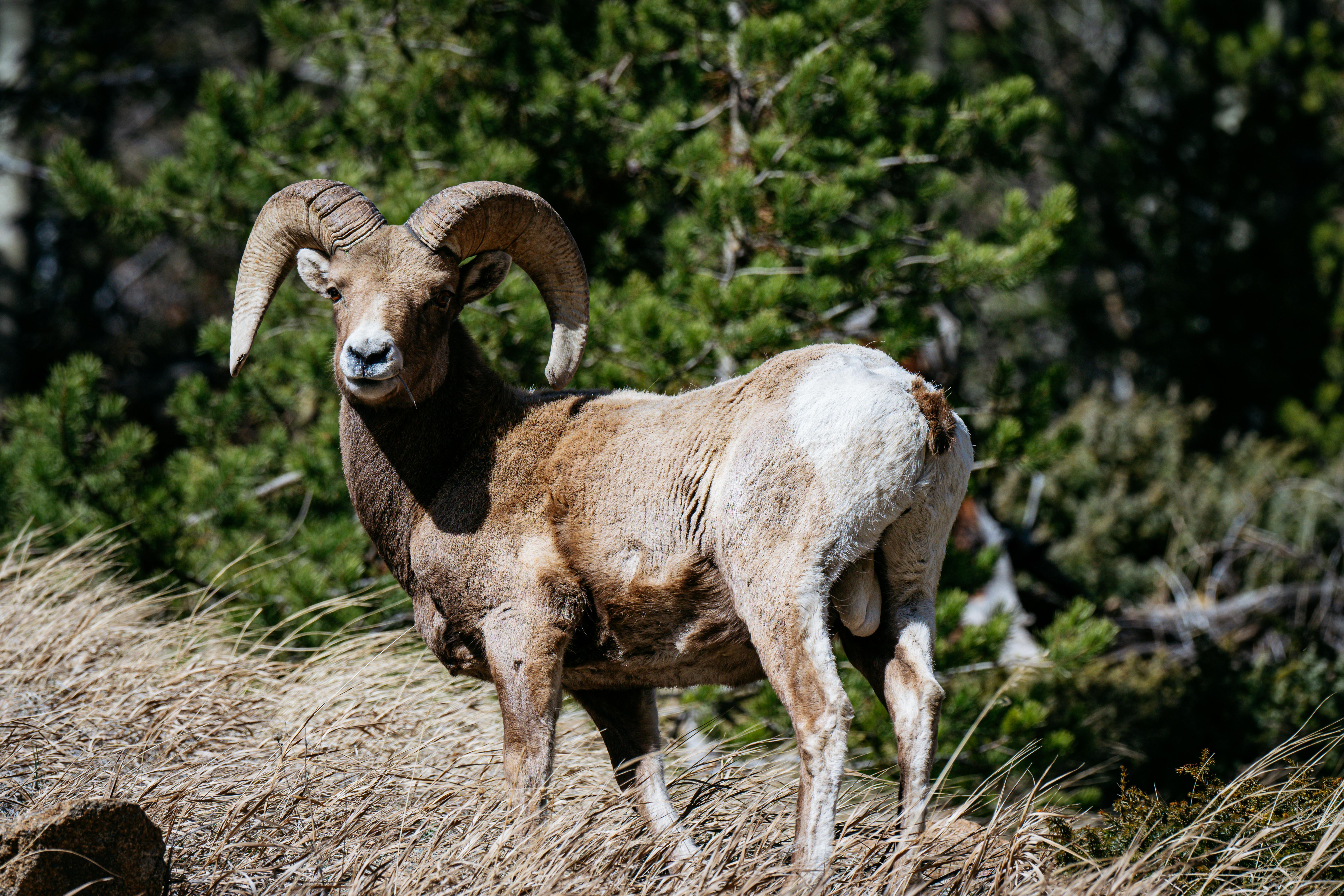 Big Horn Outdoor Adventure Show - Spokane and North Idaho community calendar - The Spokesman — Photo by Chris F on Pexels