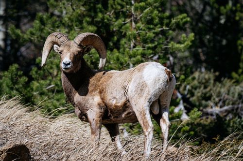 Free Majestic bighorn sheep standing in a natural setting, showcasing its impressive horns. Stock Photo