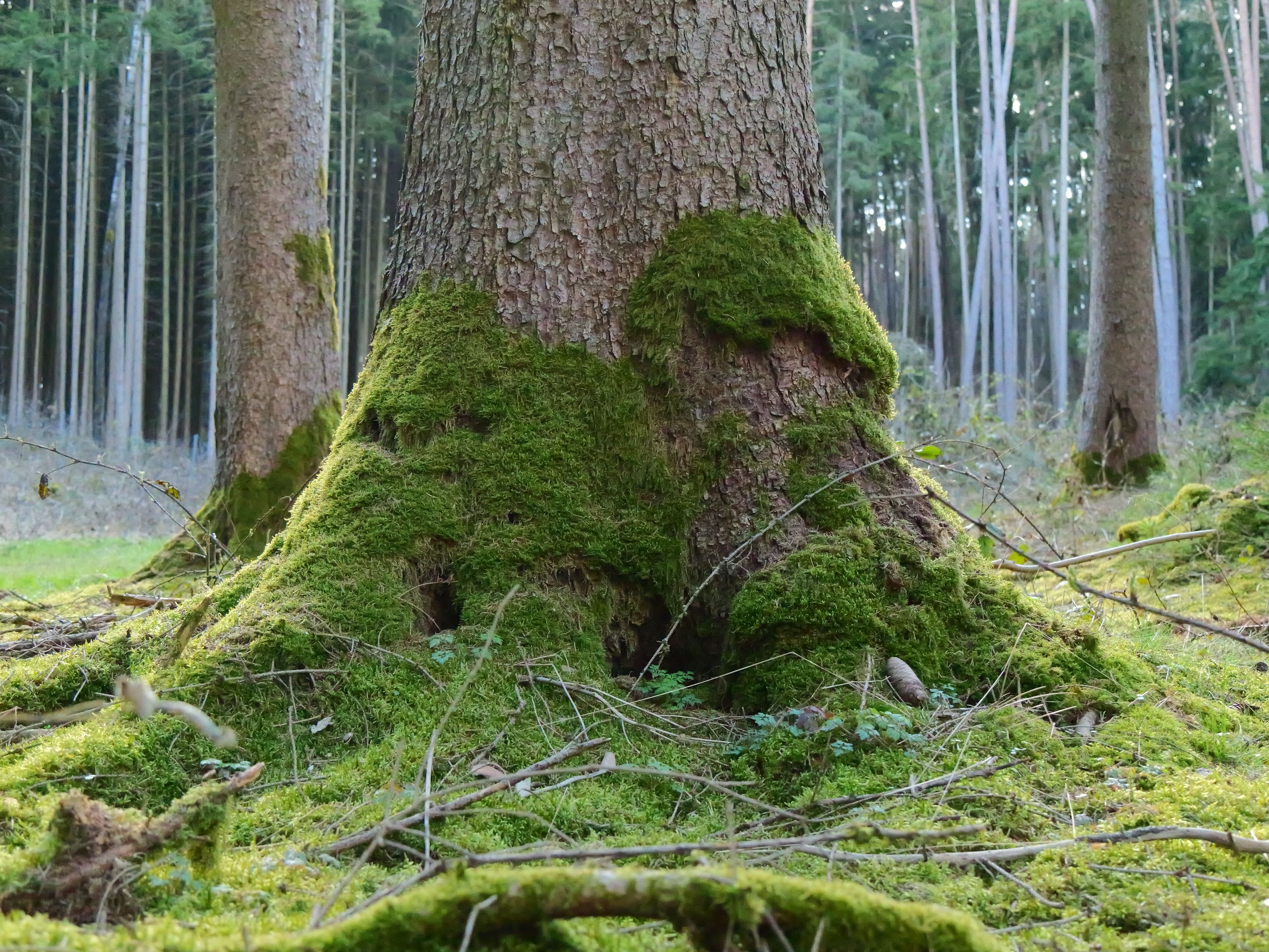 Białowieża Forest ancient trees