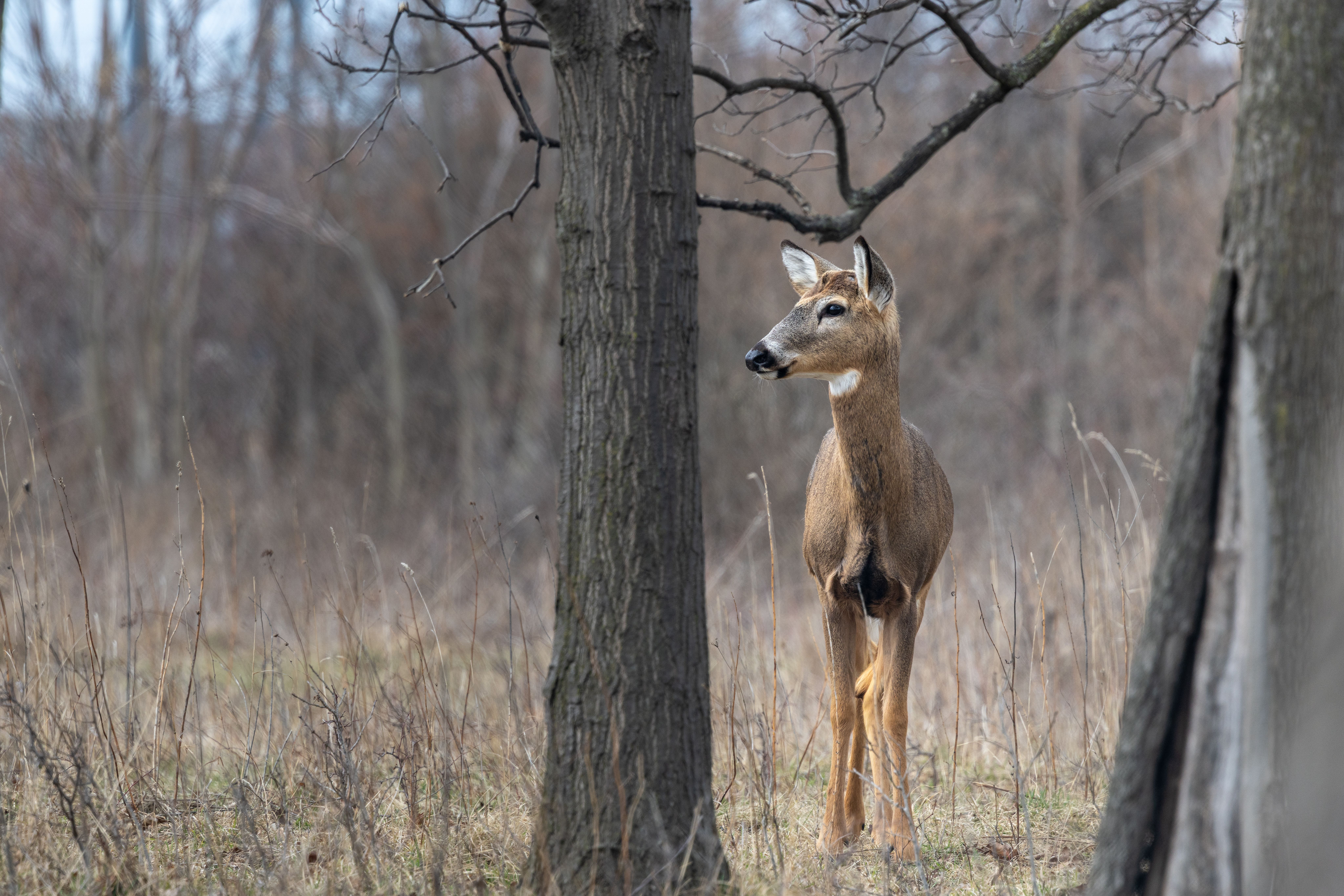 attracts deer stand