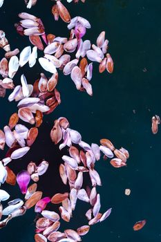 A beautiful array of petals floating on a dark water surface creating a calming effect.