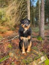 一只可爱的黑色和棕色小狗坐在秋季森林里充满活力的树桩上