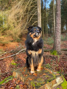 一只可爱的黑色和棕色小狗坐在秋季森林里充满活力的树桩上