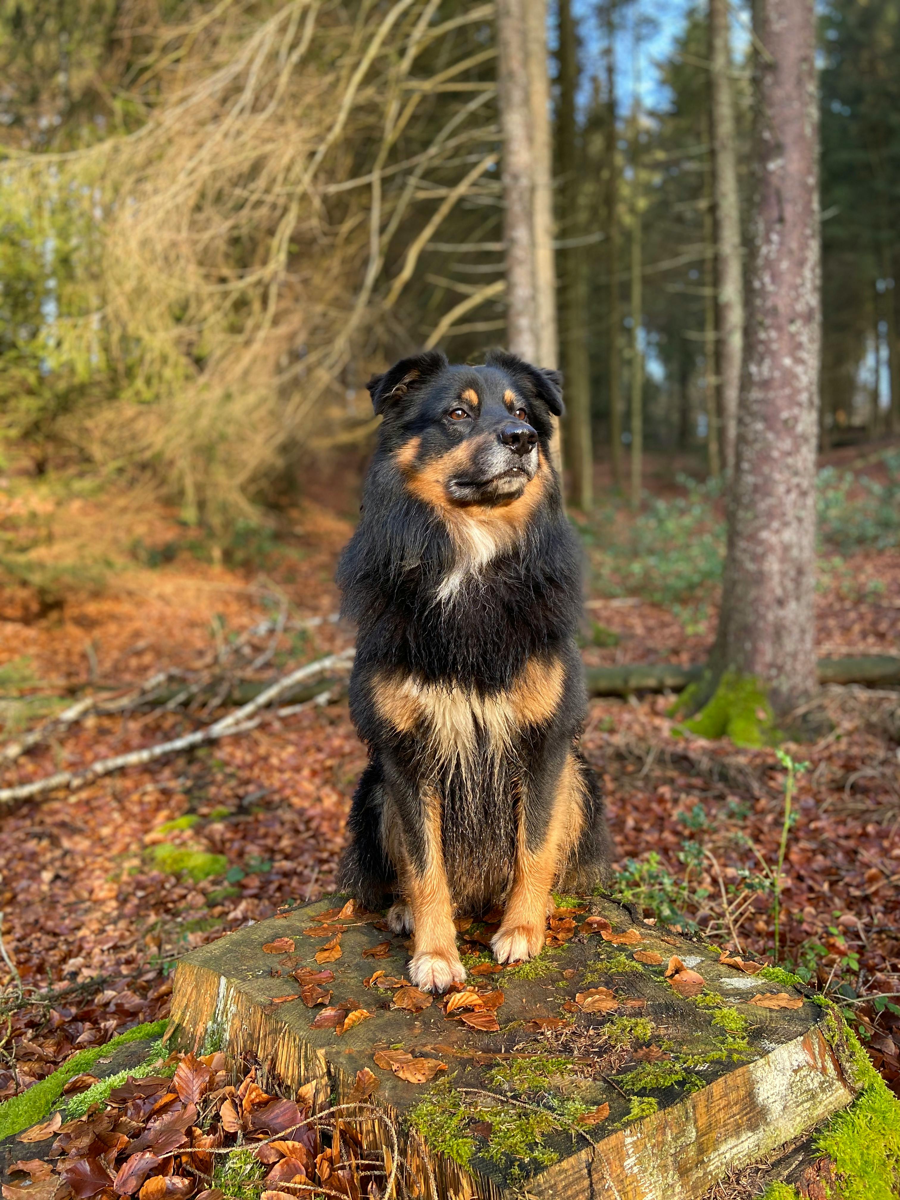 Black and Tan Short Coat Medium Dog Sitting on Ground u00b7 Free Stock Photo