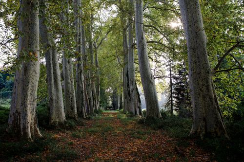 Free Serene tree-lined path in Piemonte, Italy, showcasing vibrant autumn foliage. Stock Photo