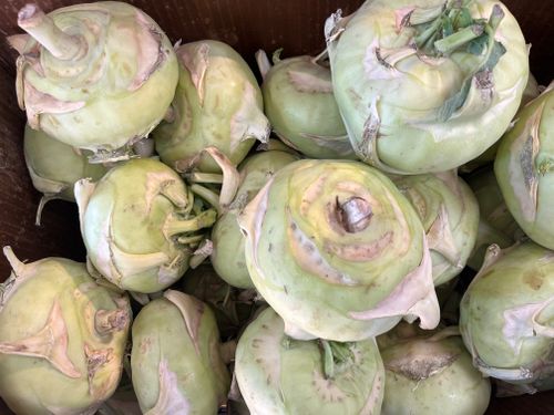 Free Close-up of fresh green kohlrabi piled at a local farmer's market, showcasing natural produce. Stock Photo
