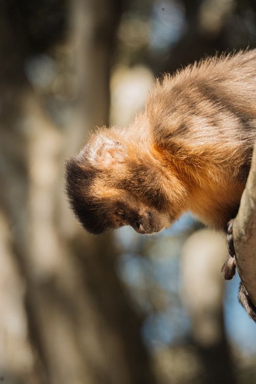 Free Close-up of a Capuchin monkey with blurred forest background, showcasing nature and wildlife photography. Stock Photo