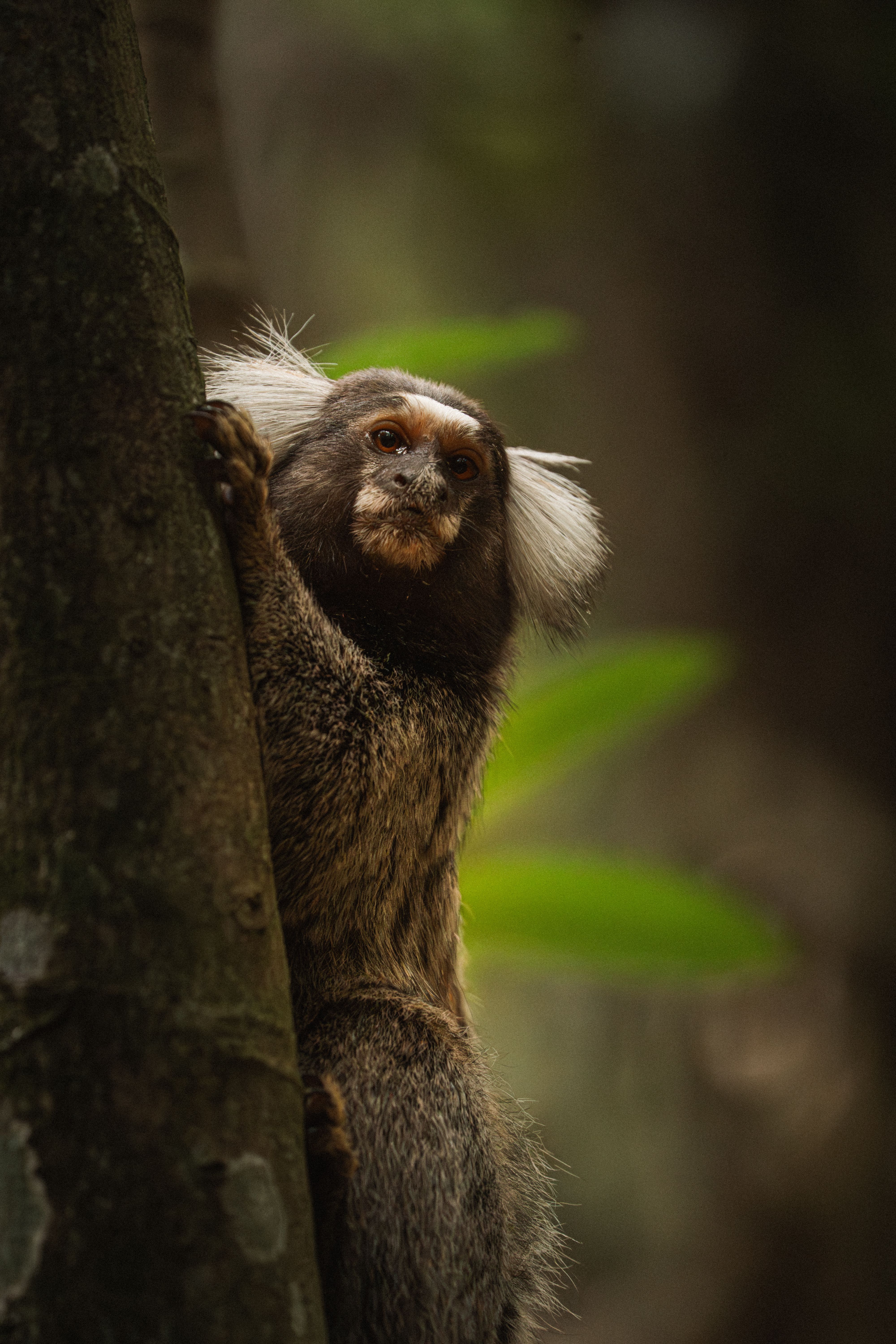 Close-up of a Common Marmoset perched on a tree in a forest environment.