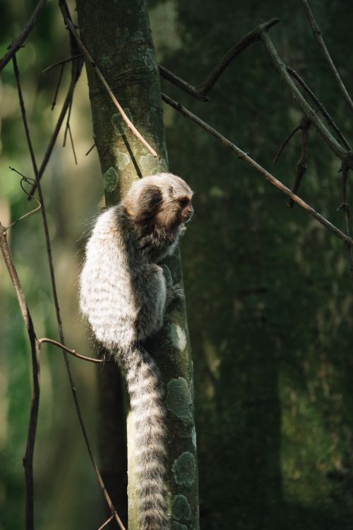 Free A common marmoset (Callithrix jacchus) perched on a tree in a sunlit forest environment. Stock Photo
