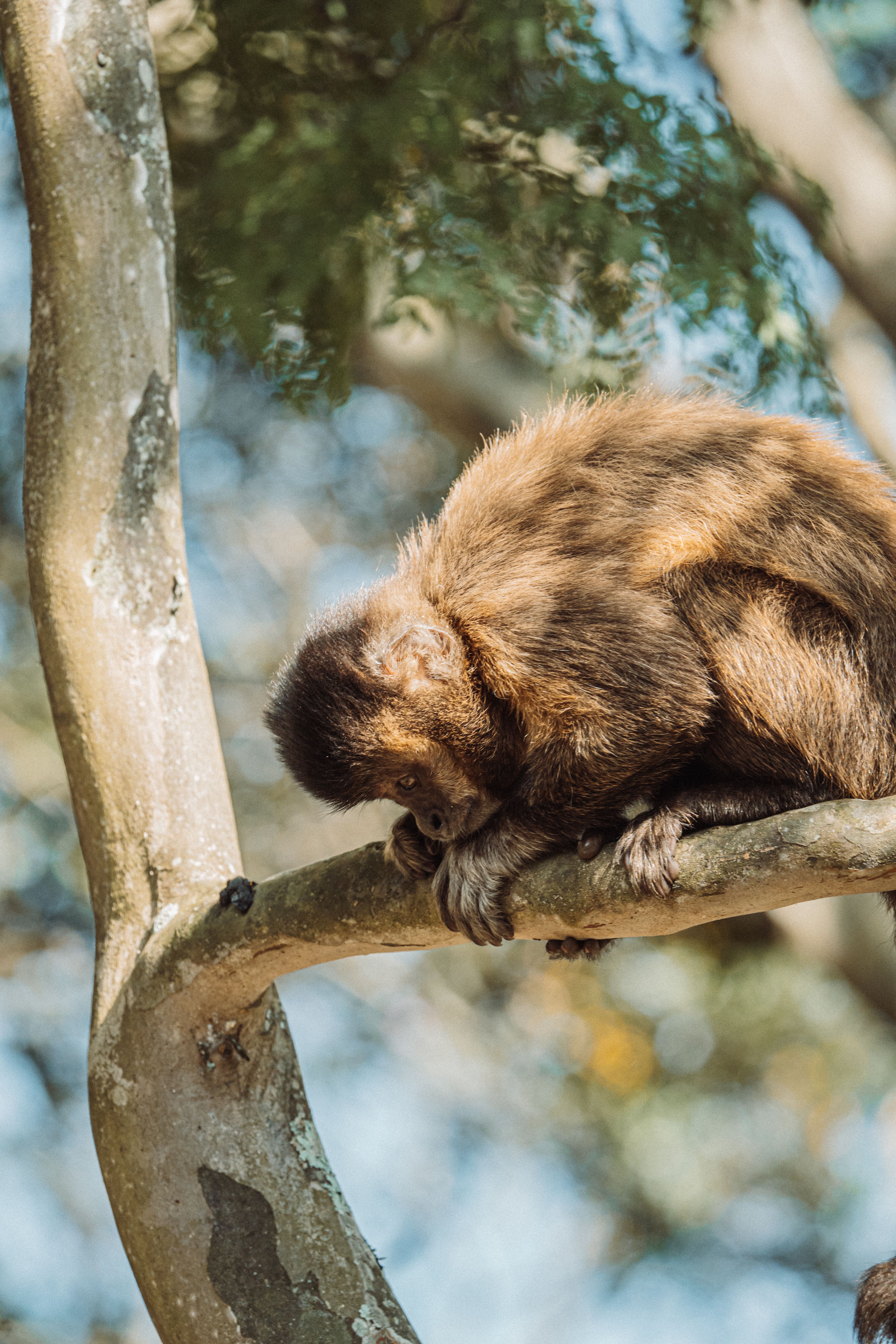 Capuchin Monkey Resting on Tree Branch · Free Stock Photo