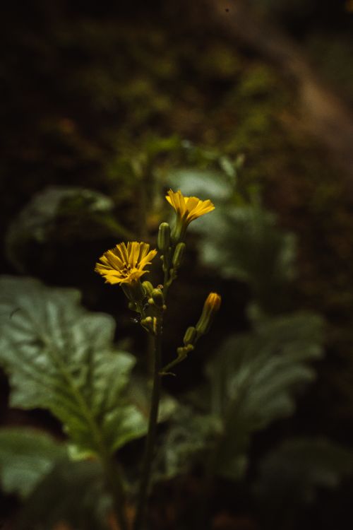 Free Detailed view of a small yellow flower showcasing its beauty and natural setting. Stock Photo