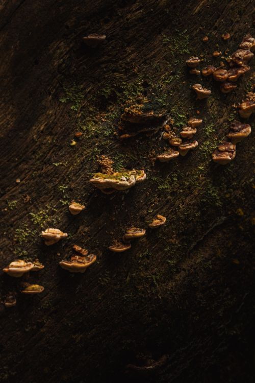 Free Close-up of wild fungi on a tree trunk, showcasing natural textures and earthy tones. Stock Photo