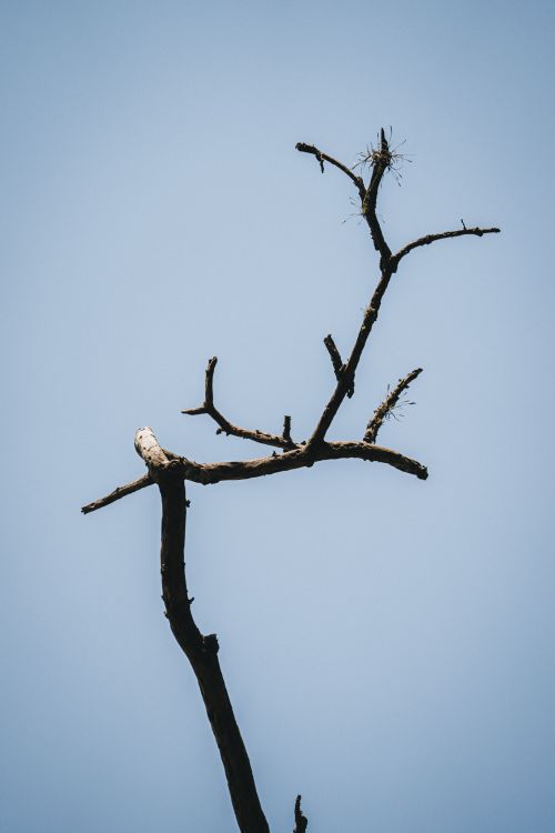 Free Minimalist photo of a barren tree branch silhouetted against a clear blue sky, showcasing nature's simplicity. Stock Photo