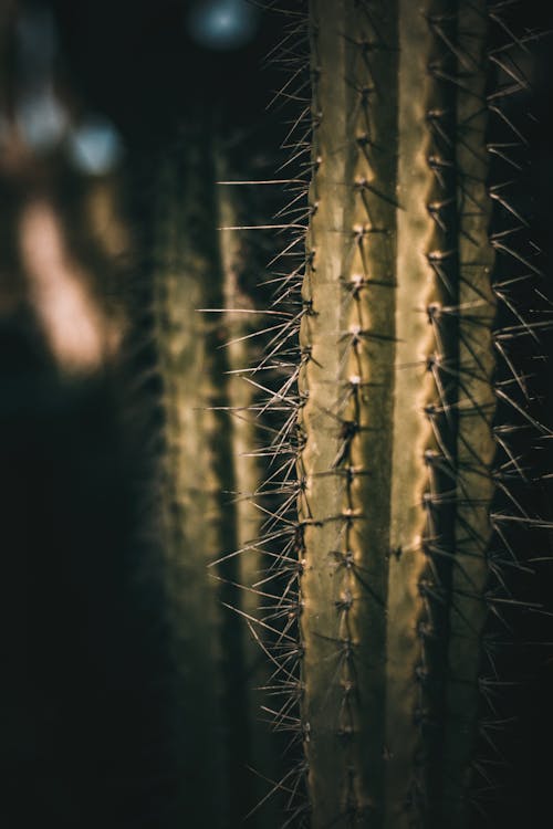 Saguaro Green Plant  With Sharp Spikes