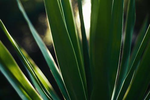無料 クローズアップ写真の緑の植物 写真素材