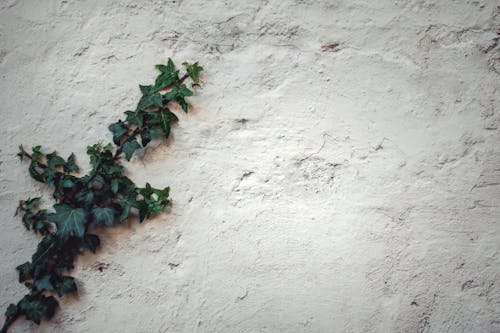 치장 벽 토 흰 벽과 녹색 잎