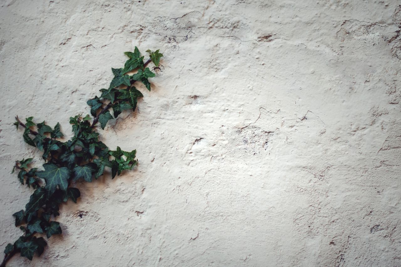 close up of green ivy climbing on a rough stucco wall emphasizing text