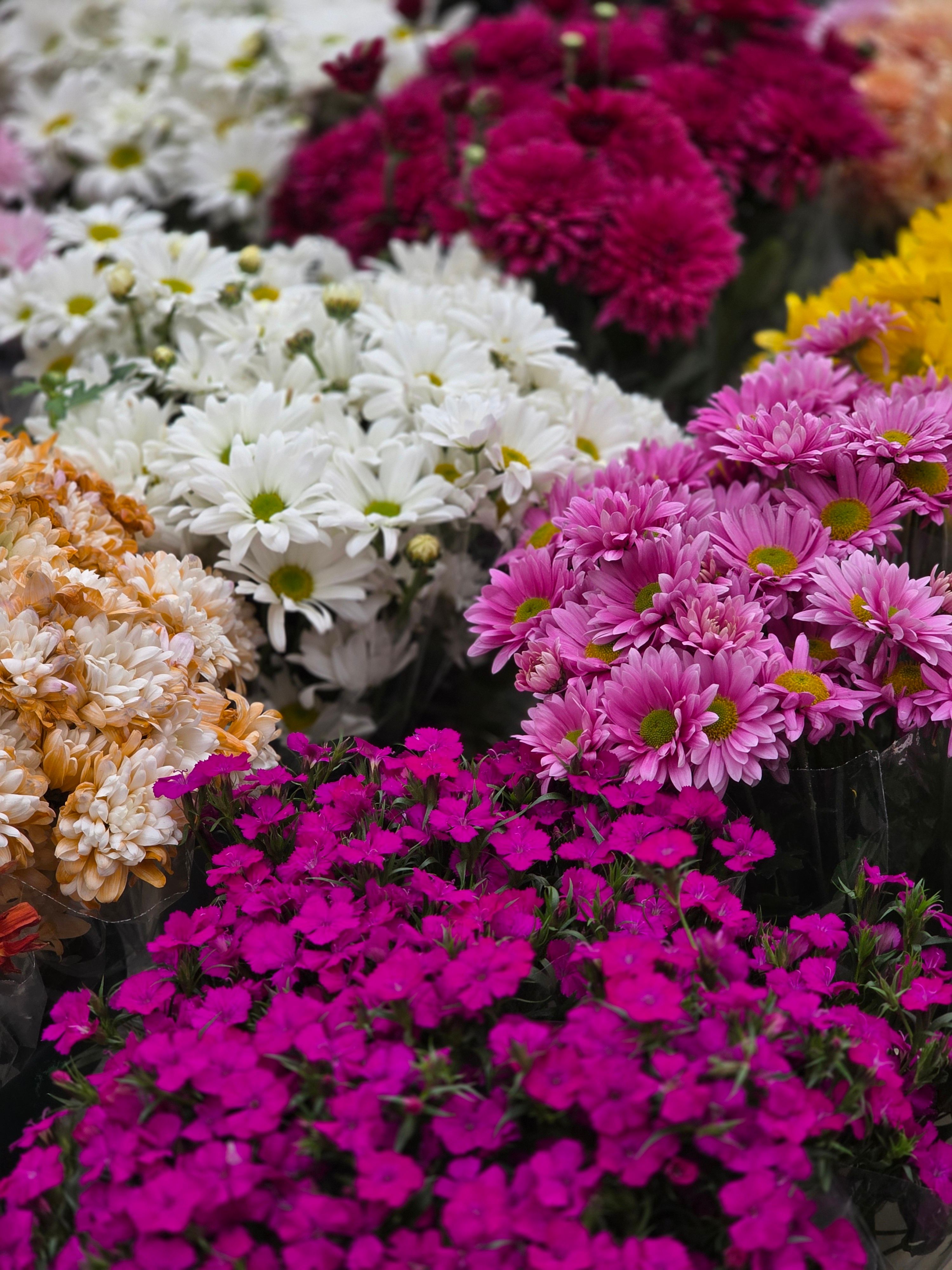 [ColoSach]-vibrant-display-of-chrysanthemums-in-full-bloom-at-a-flower-market.