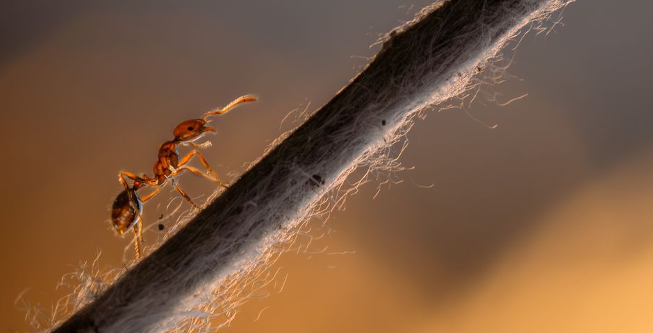 Macro photograph of an ant — pharaoh ants are the signature healthcare pest
