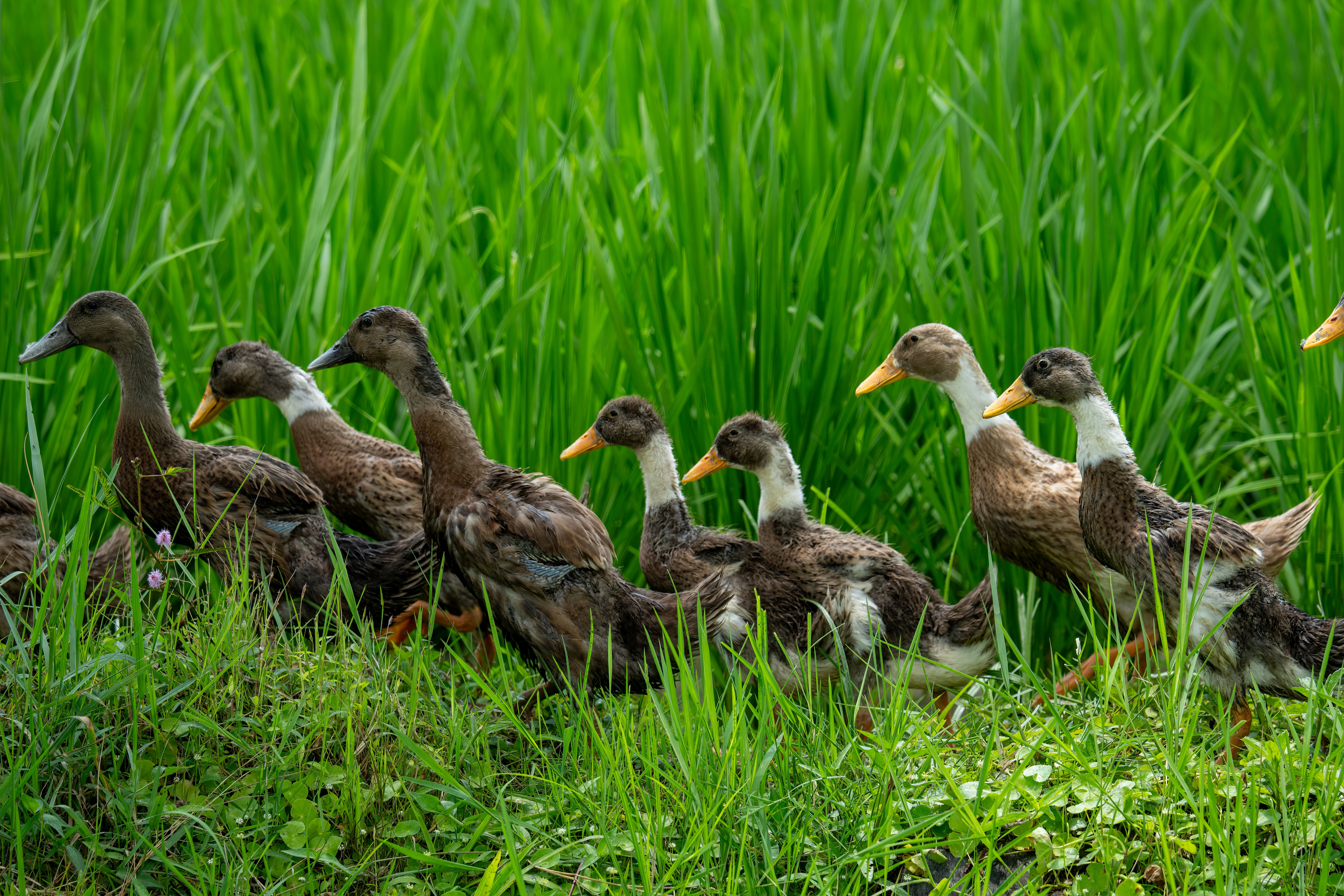 Group of Ducks in Lush Bali Rice Field · Free Stock Photo