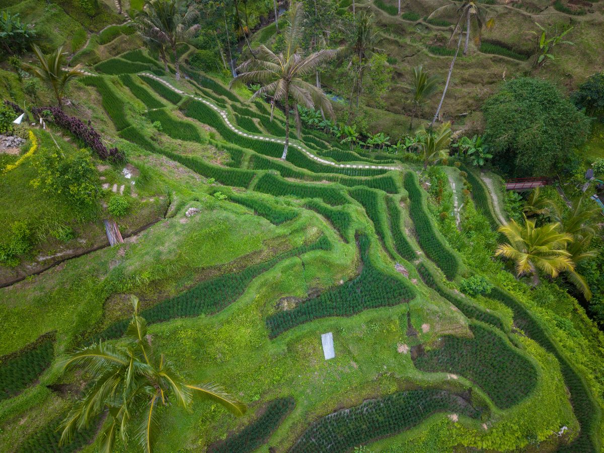 8 Day Trauma Healing & Doctor-Led Nervous System Retreat in Bali 1