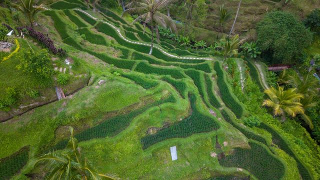 Indonesia (Bali), Aerial view of lush green terraced rice fields in Bali, Indonesia, showcasing natural beauty and agriculture.