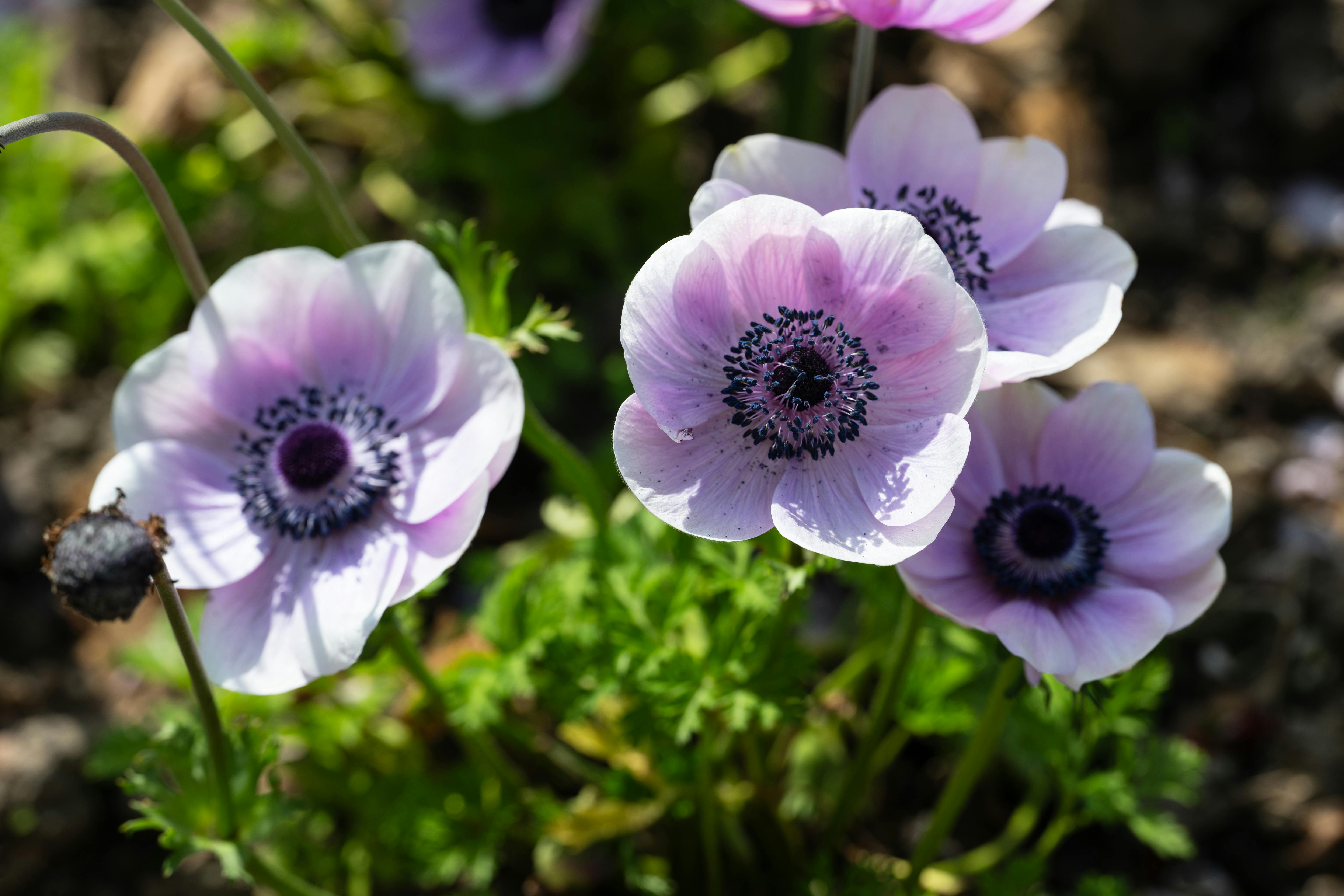 [ColoSach]-vibrant-pink-anemone-flowers-with-green-foliage-in-sunlight,-showcasing-natural-beauty.