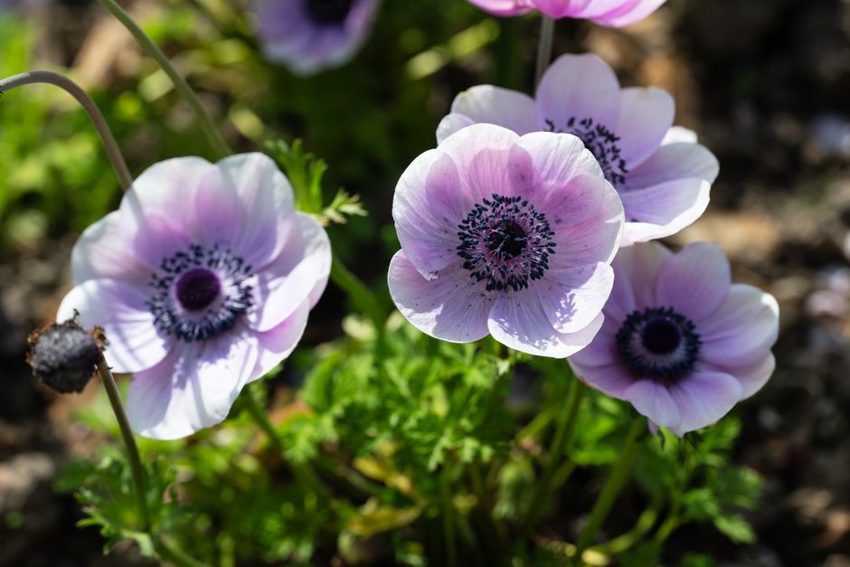 Vibrant pink anemone flowers with green foliage in sunlight, showcasing natural beauty.