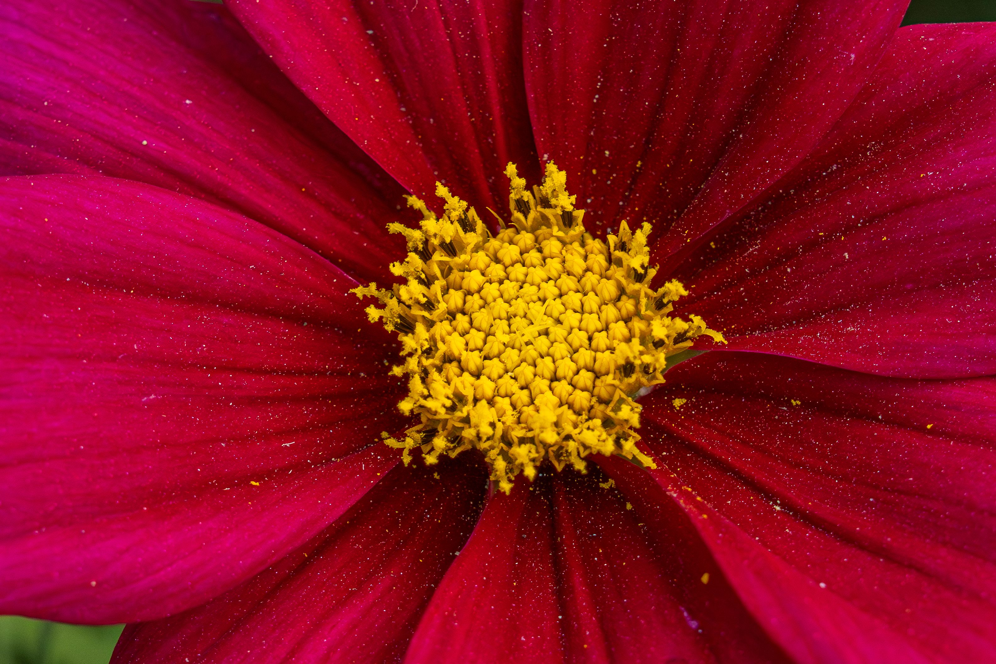Fotomural Impresionante fotografía macro que captura los vívidos detalles de una flor de cosmos roja con el centro amarillo.