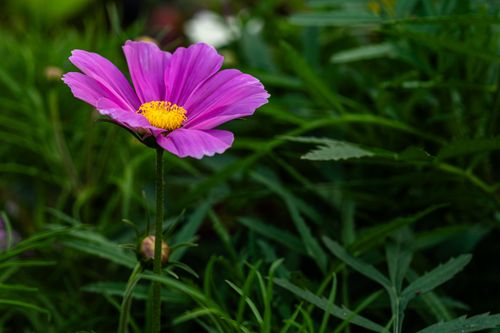 Free Close-up of a vibrant pink cosmos flower against lush green foliage, showcasing the beauty of nature. Stock Photo
