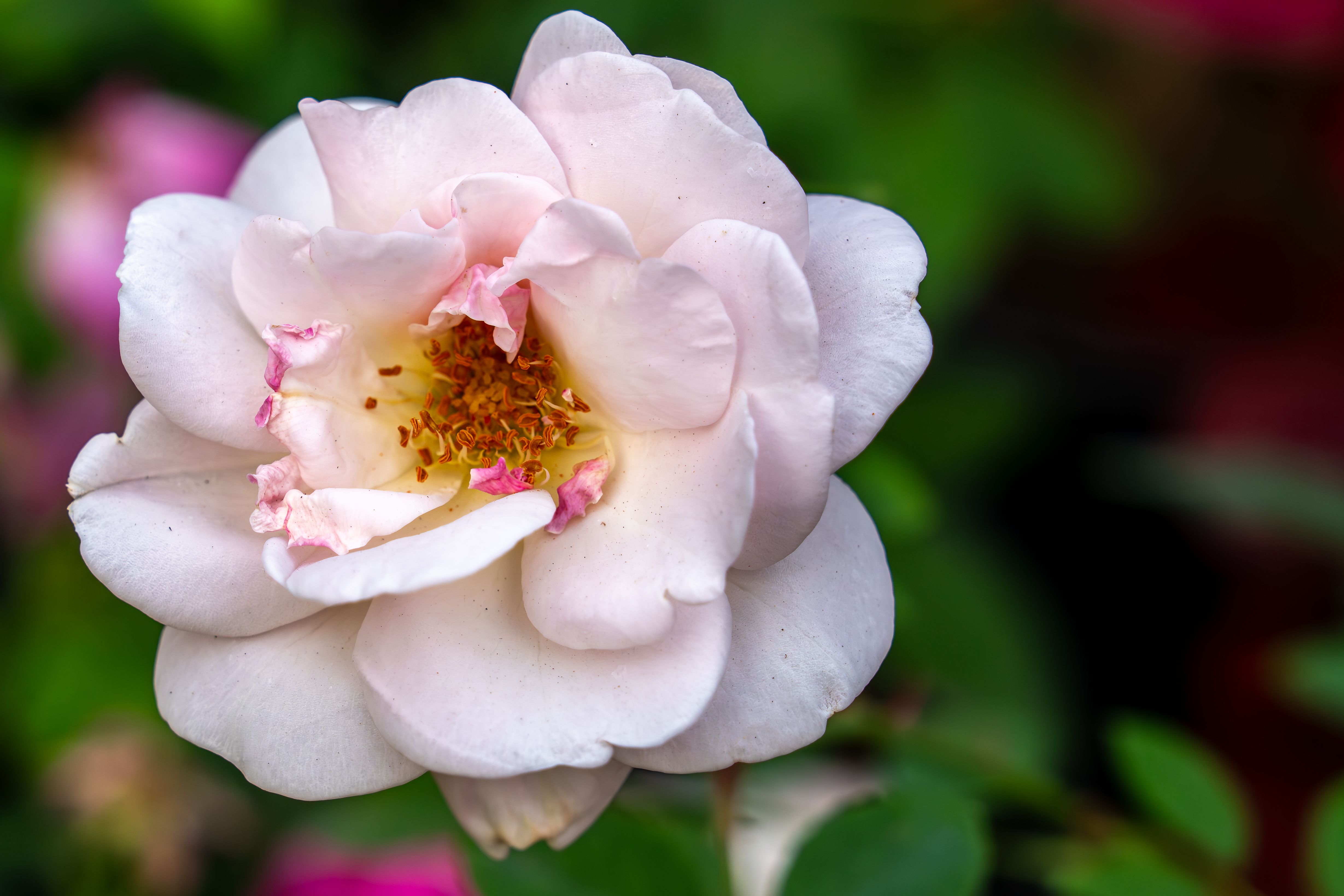 Close-up of a Delicate Pink Rose in Bloom · Free Stock Photo