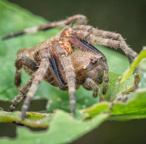 Free Detailed macro photo of an orb-weaver spider sitting on a green leaf, highlighting its intricate details and natural habitat. Stock Photo