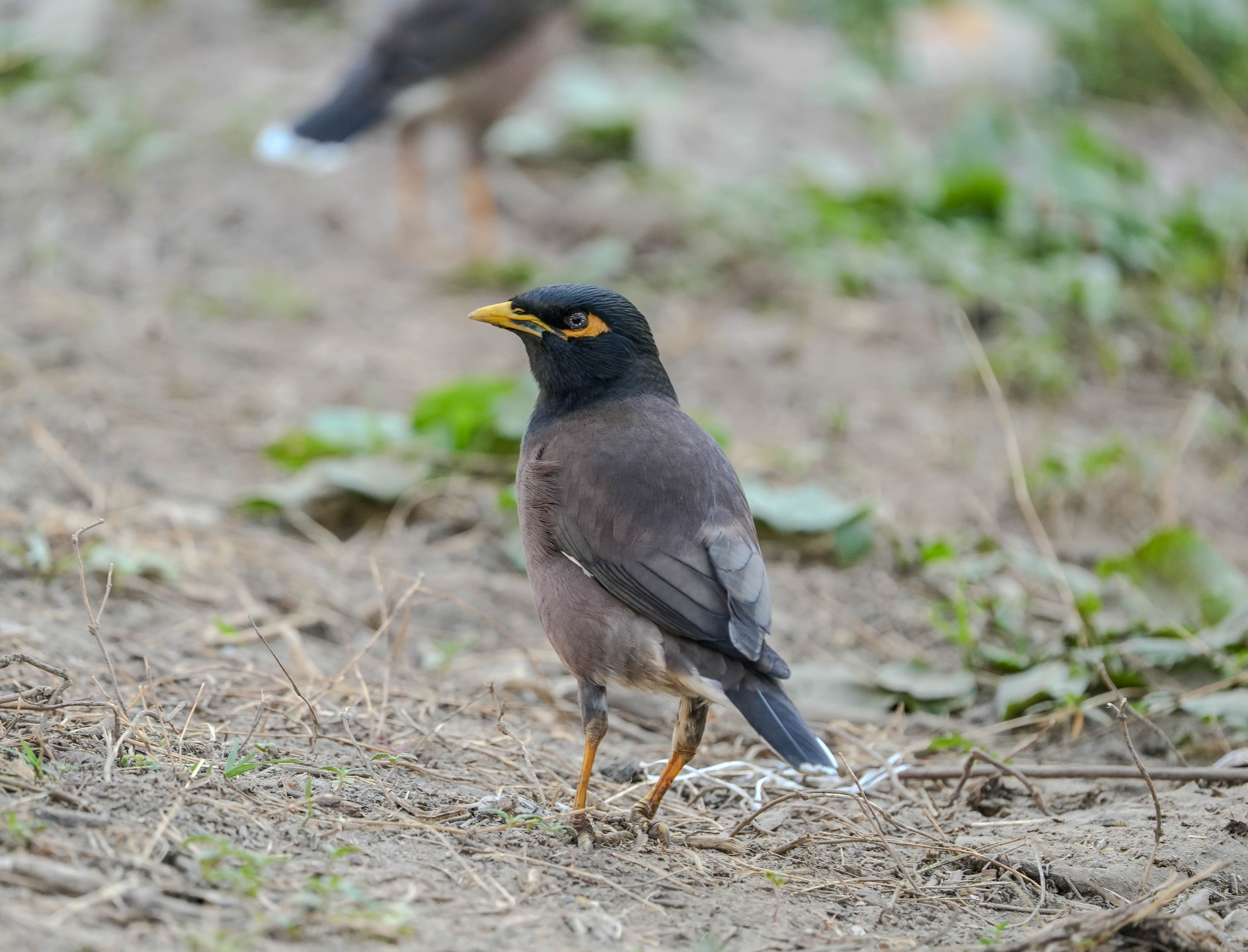 Close-up of Common Myna Bird in Natural Habitat · Free Stock Photo