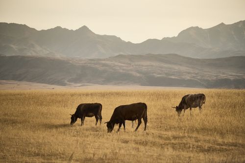 Free Cows graze peacefully in the golden fields of Kazakhstan, backdropped by rolling mountains. Stock Photo