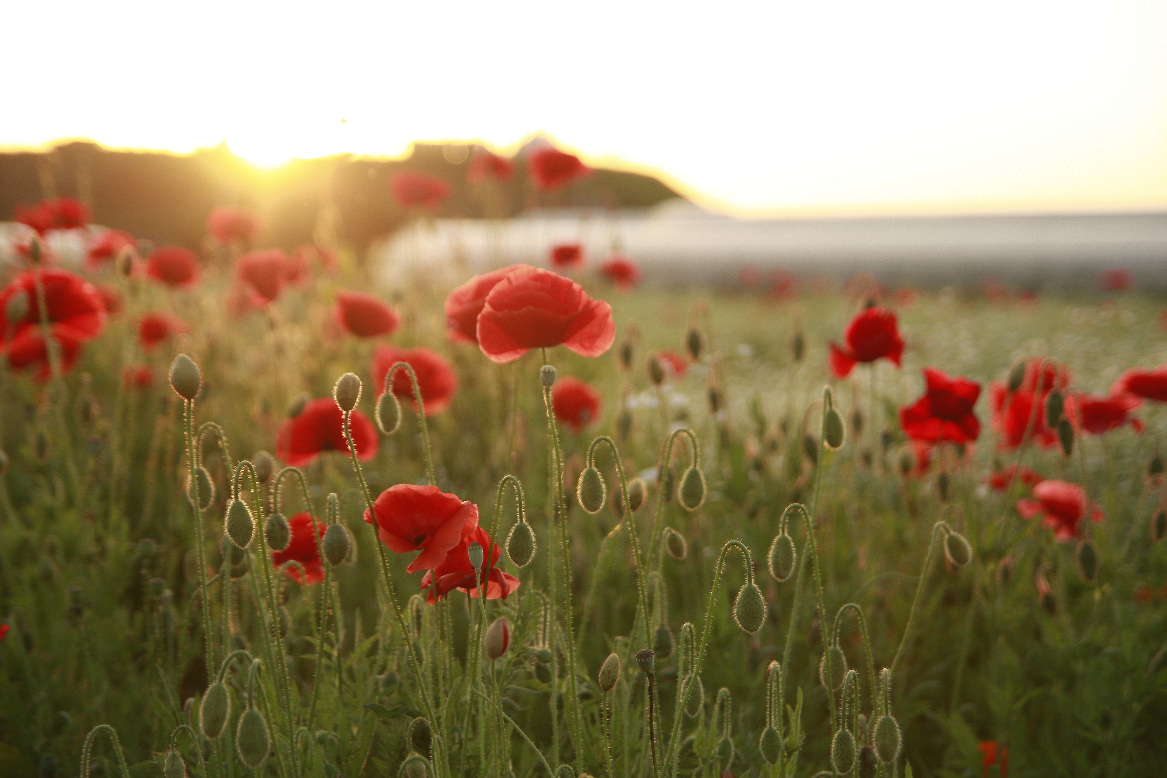 Blumenfeld mit Wildblumen bei Sonnenaufgang