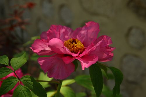 Free Close-up of a vibrant pink peony flower with lush green leaves in a South Korean garden. Stock Photo
