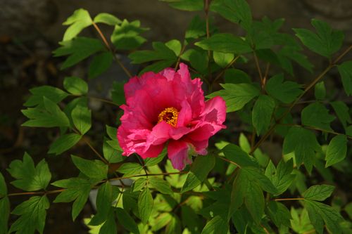 Free A vibrant pink peony blooms amidst lush green leaves in a serene South Korean garden. Stock Photo