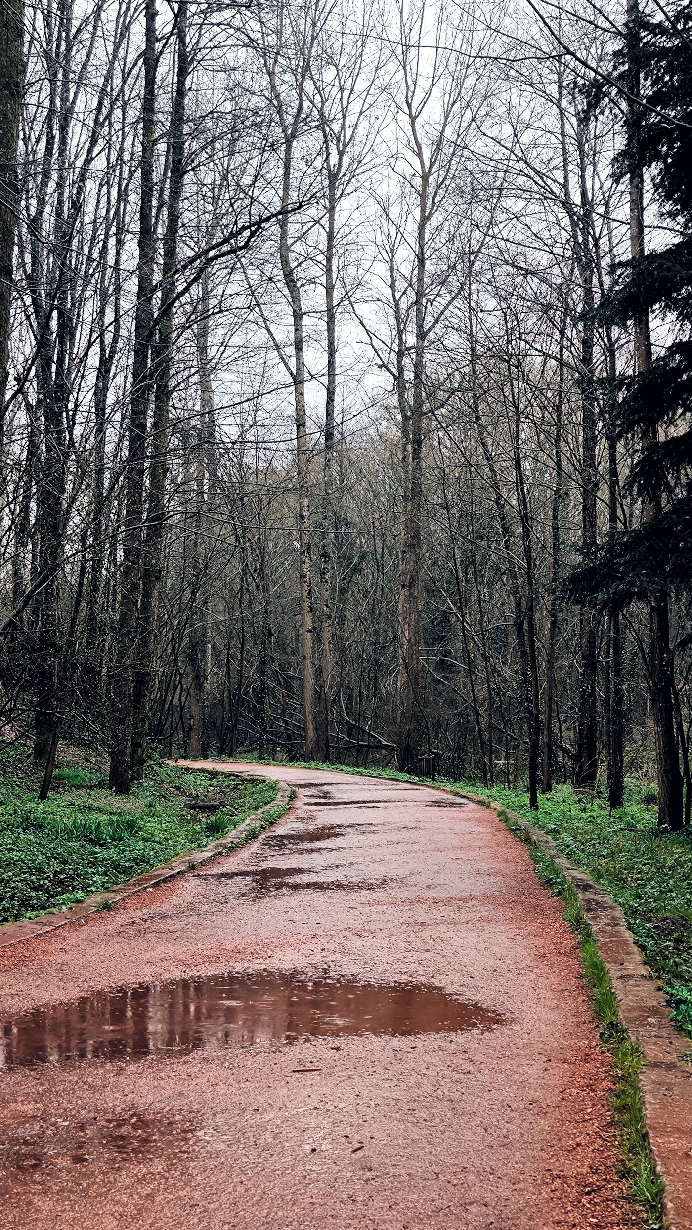 Sentier forestier détrempé après la pluie, terrain typique pour chaussures Gore-Tex