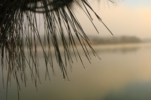 Free Close-up of dew on pine needles at dawn in Vietnam, near a tranquil lake shrouded in mist. Stock Photo
