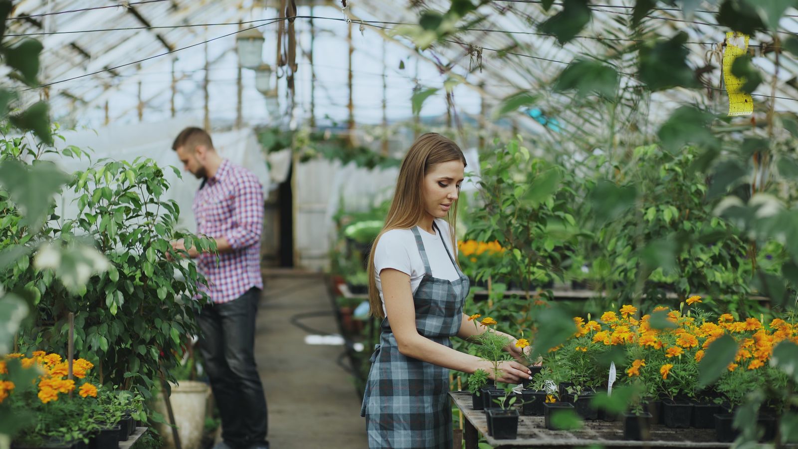 lavoro florovivaista italia piante e fiori