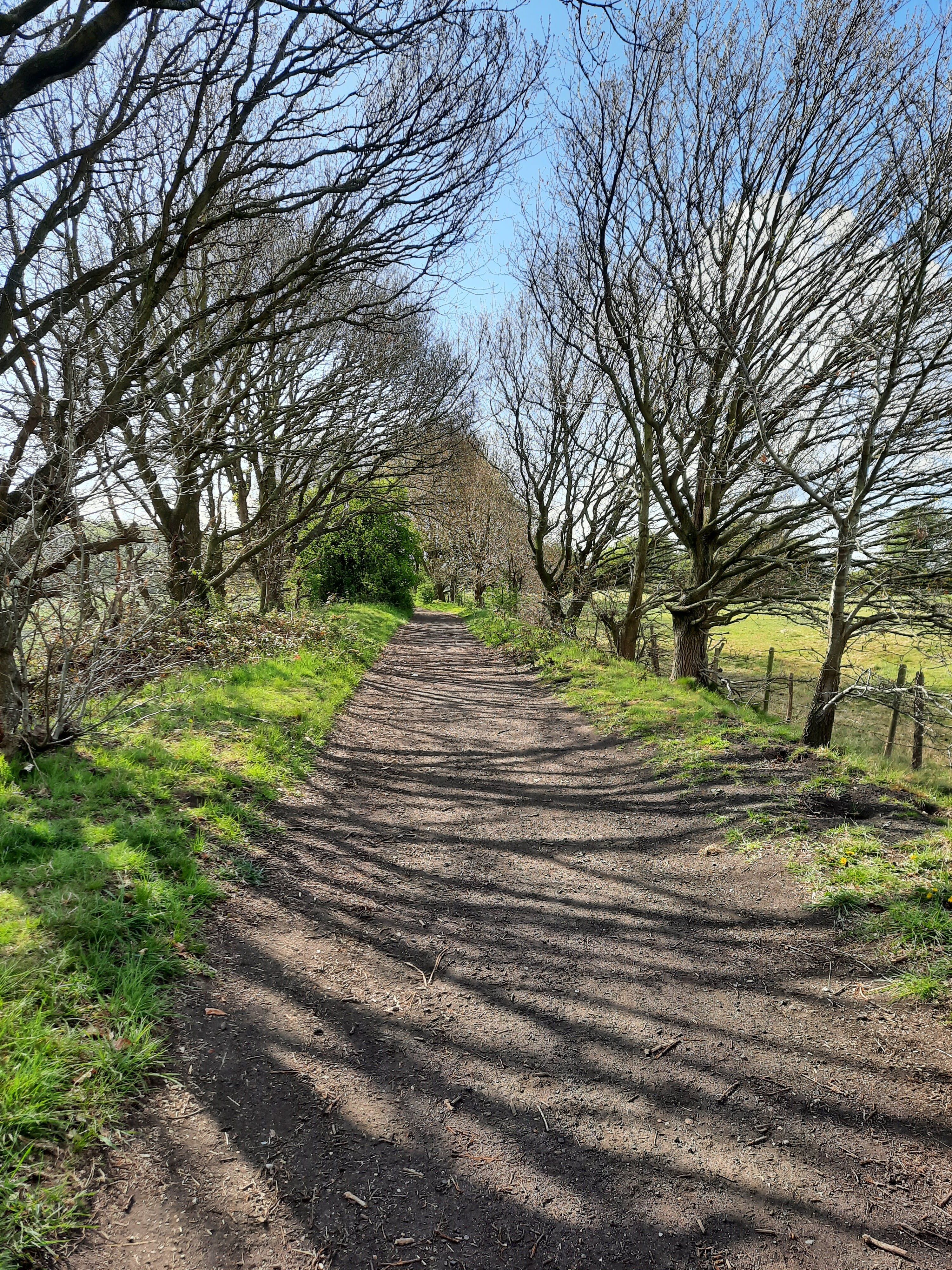 Serene Countryside Pathway through Bare Trees · Free Stock Photo
