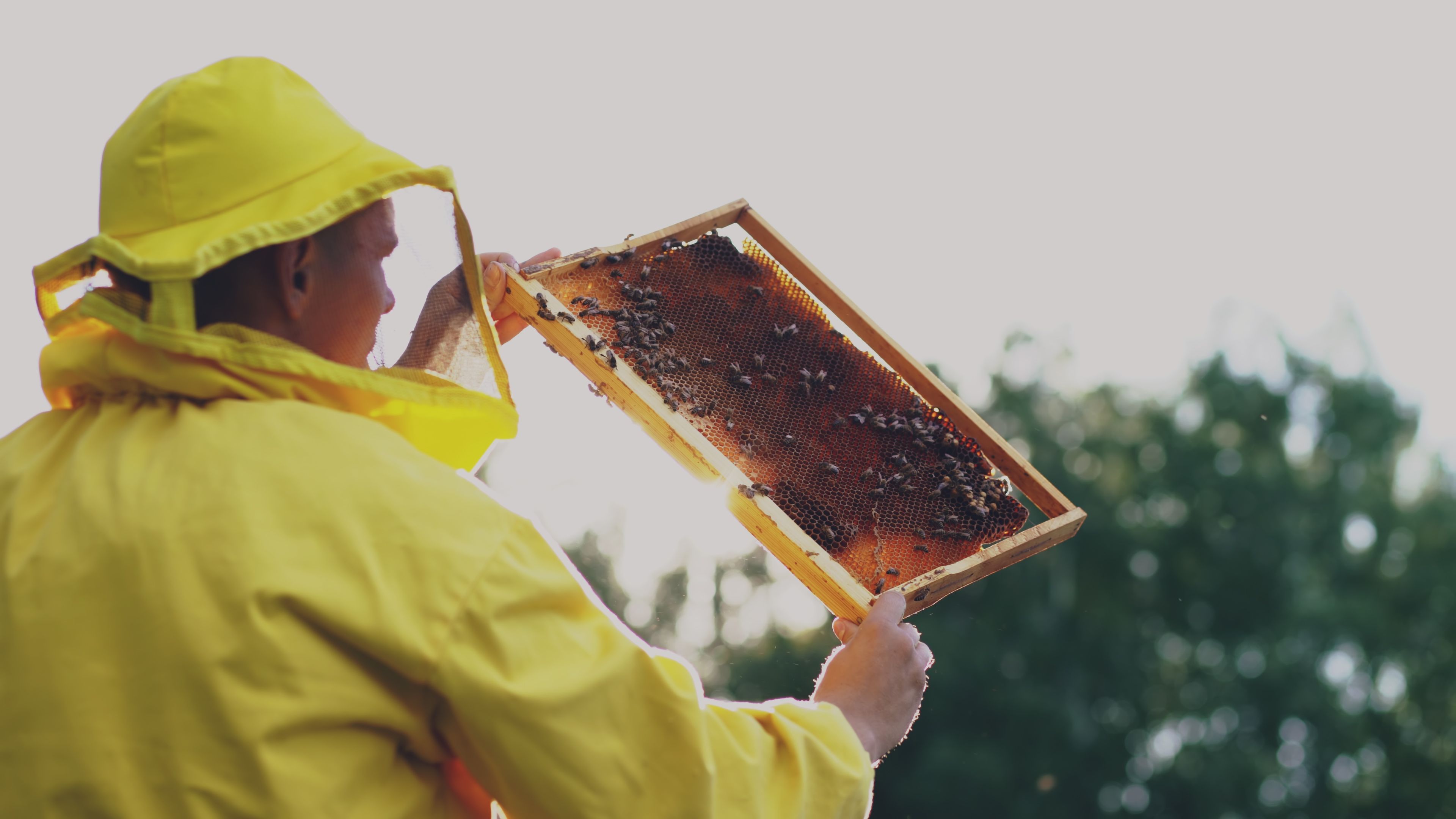 La Synergie du Miel et des Épices Cachées
