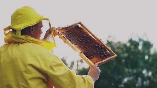 Free A beekeeper in protective gear inspects a honeycomb frame filled with bees. Stock Photo