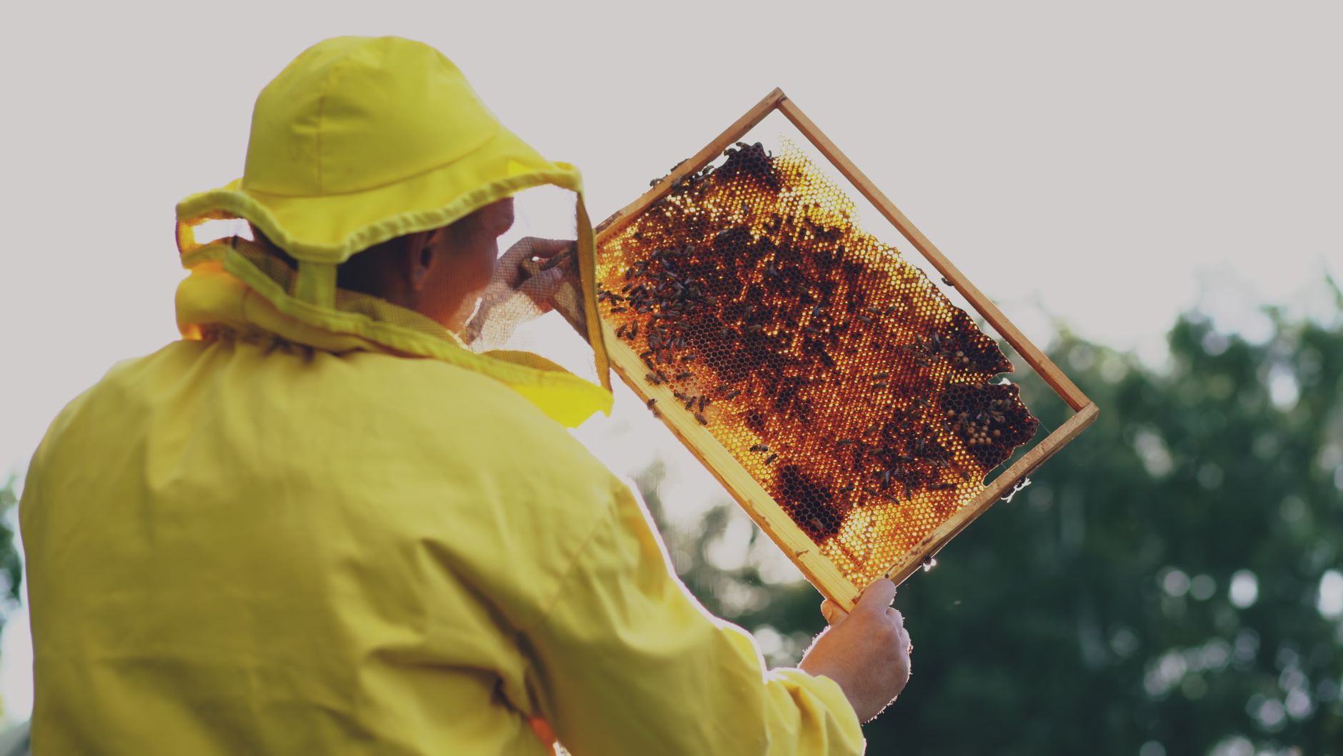 A beekeeper in protective gear examines a honeycomb frame in daylight outdoors.