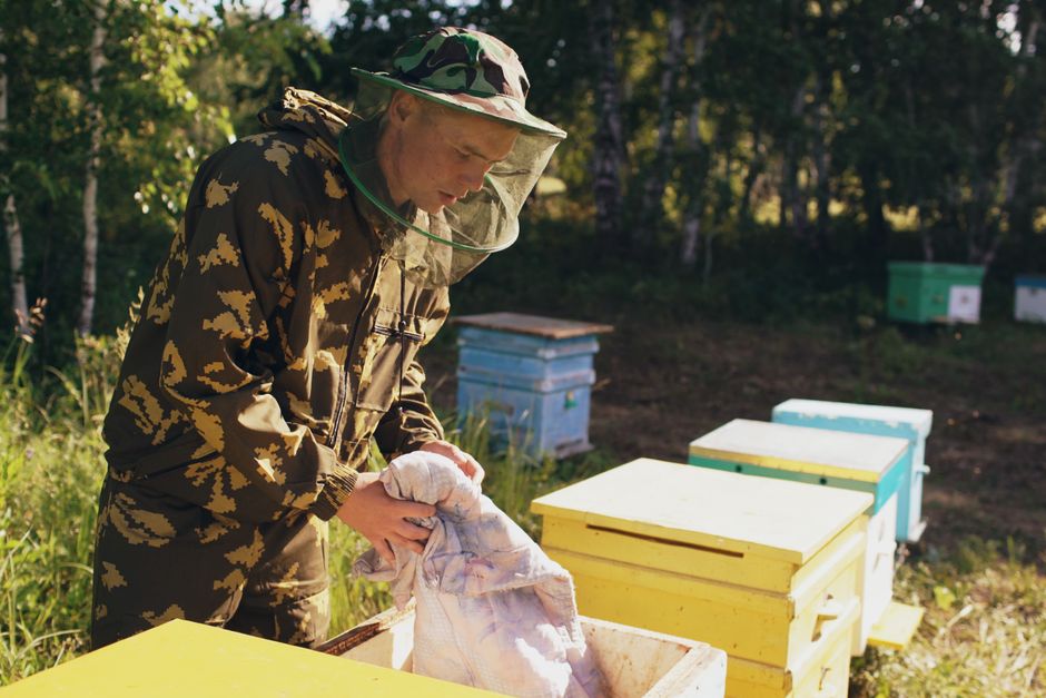 Beekeeper in full protective suit tending beehives outdoors — why not to DIY bee hive removal from tree
