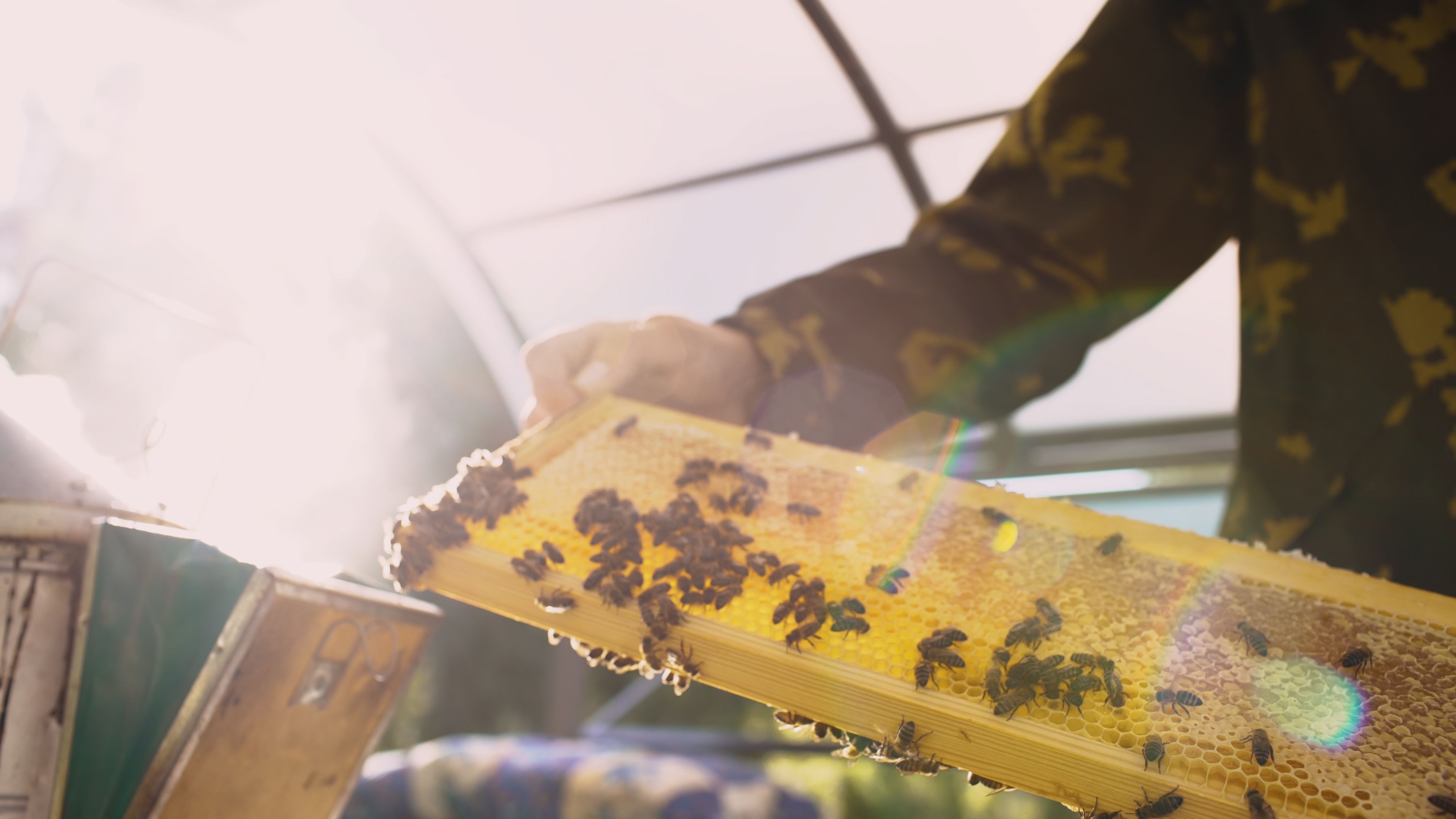 Beekeeper Inspecting Honeycomb in Sunlit Apiary · Free Stock Photo